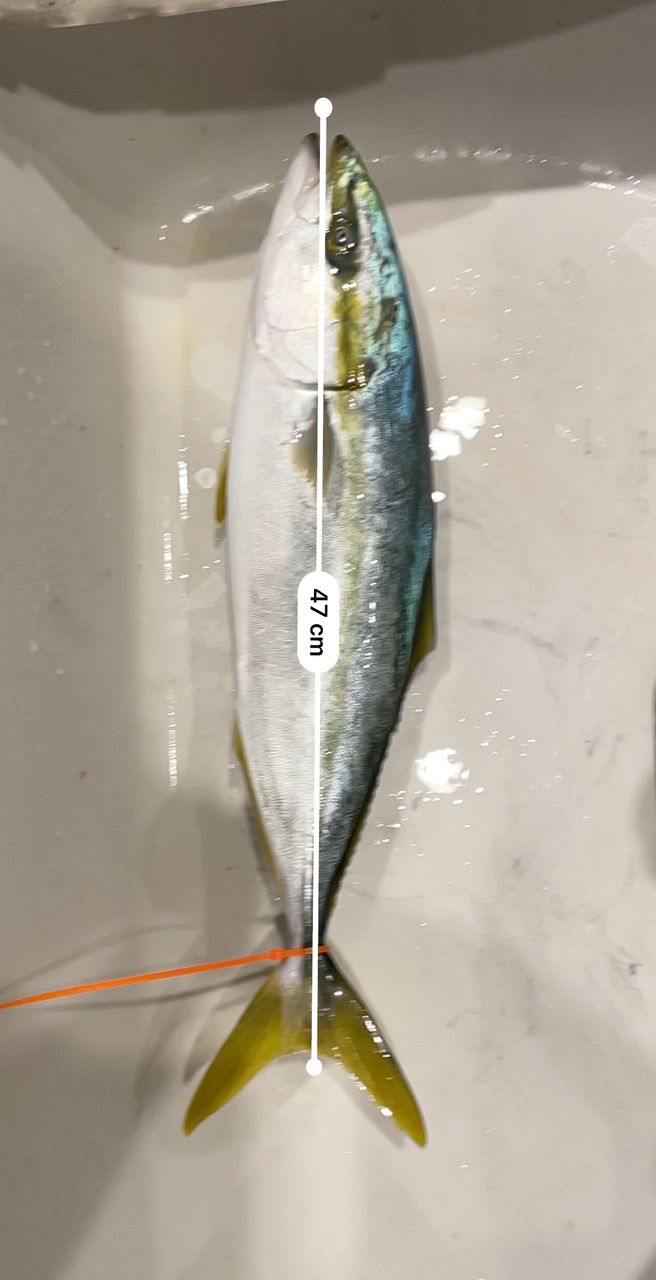 腹ペコアングラーさんの釣果 1枚目の画像