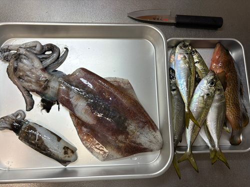 アオリイカの釣果