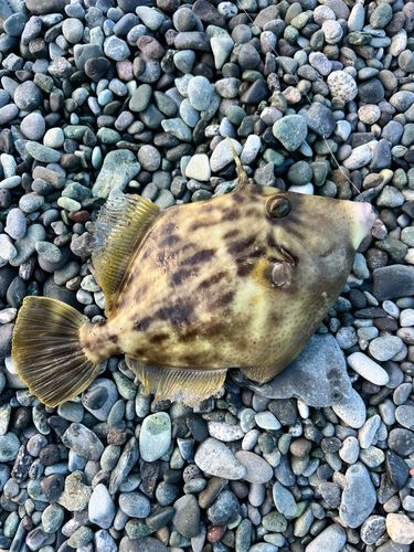 カワハギの釣果