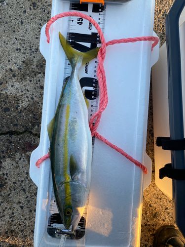 フクラギの釣果