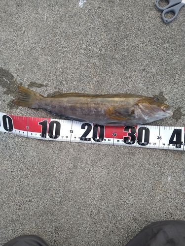 アイナメの釣果