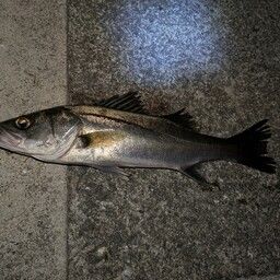 フッコ（マルスズキ）