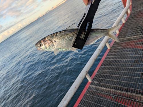 コノシロの釣果