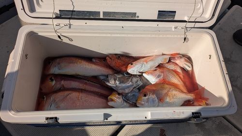 アマダイの釣果