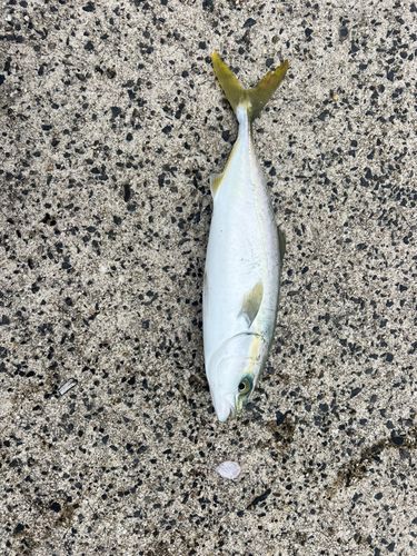 フクラギの釣果