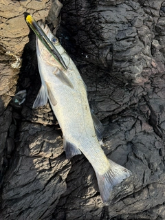 ヒラスズキの釣果