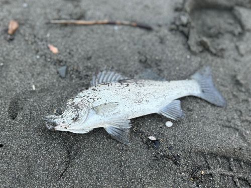 セイゴ（ヒラスズキ）の釣果