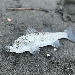 セイゴ（ヒラスズキ）