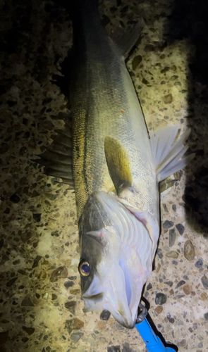 シーバスの釣果