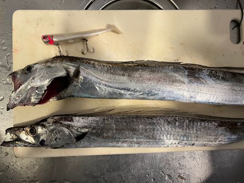 タチウオの釣果