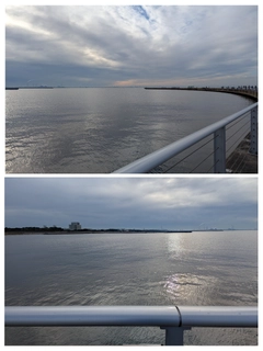 シロギスの釣果