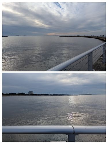 シロギスの釣果