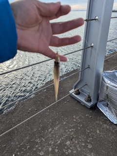 シロギスの釣果