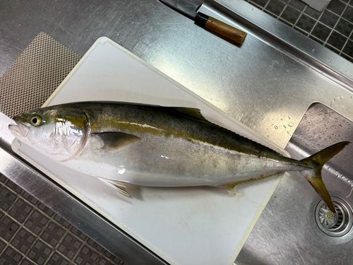 メジロの釣果