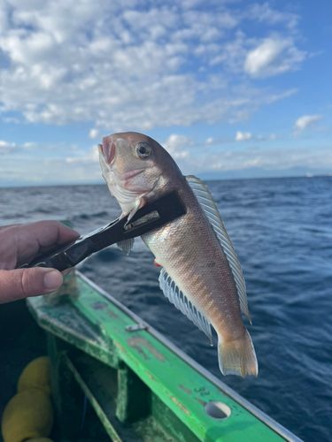 アマダイの釣果