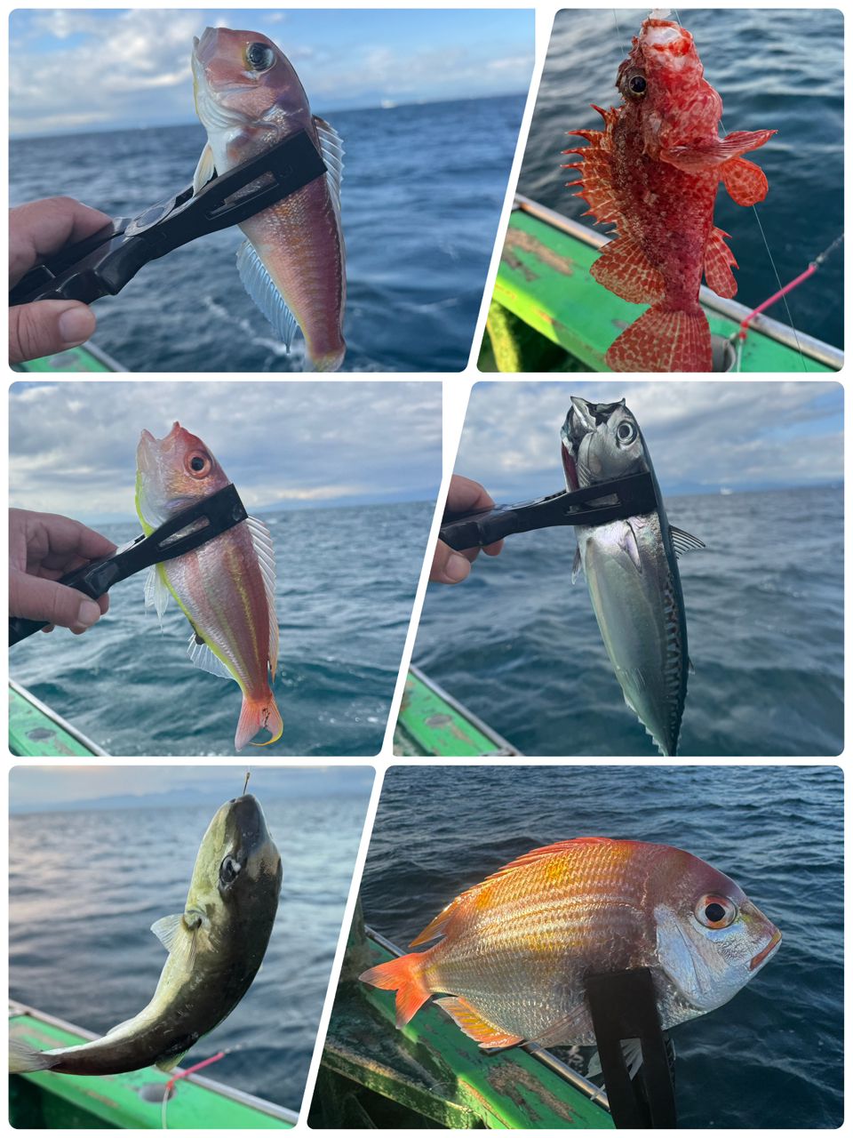 アングラーきんぐさんの釣果 2枚目の画像