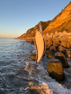 シタビラメの釣果
