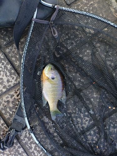 ブルーギルの釣果