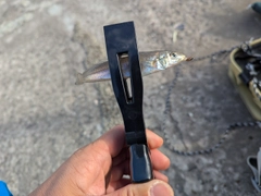 シロギスの釣果