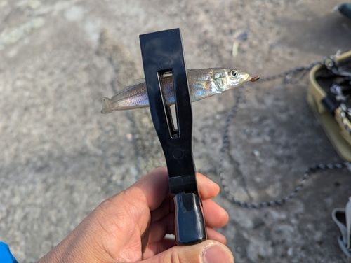 シロギスの釣果