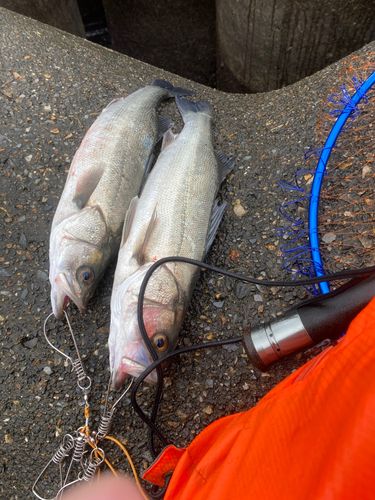 シーバスの釣果