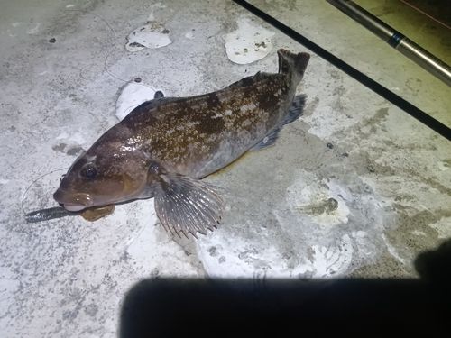 アイナメの釣果