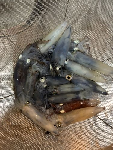 ヒイカの釣果
