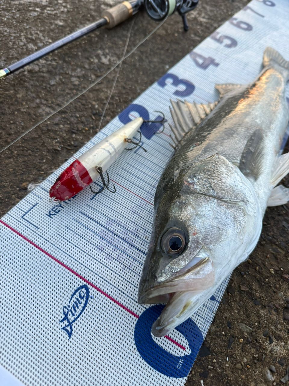 SHIMANO 23ヴァンキッシュ C3000MHGの最安値・インプレ・釣果 | 本音の