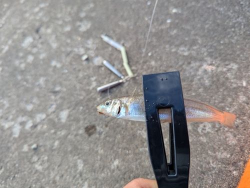 シロギスの釣果