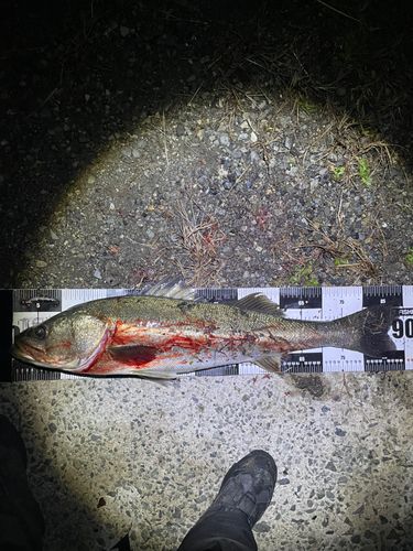 シーバスの釣果