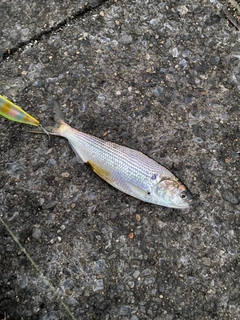 コノシロの釣果