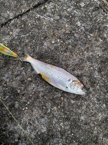 コノシロの釣果