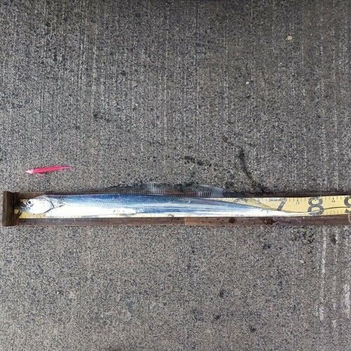 タチウオの釣果