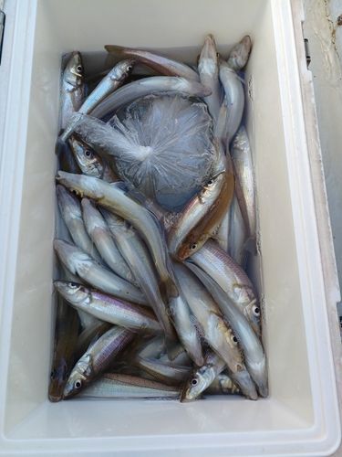 シロギスの釣果