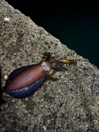 イカの釣果