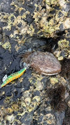 コウイカの釣果