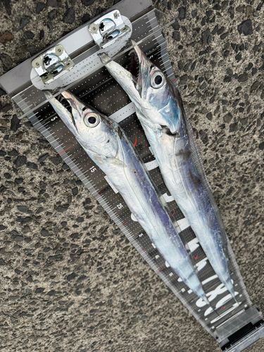 タチウオの釣果