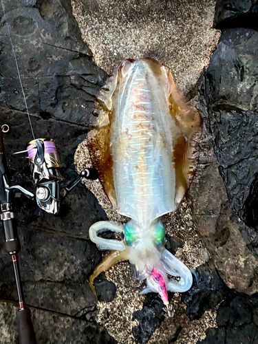 アオリイカの釣果