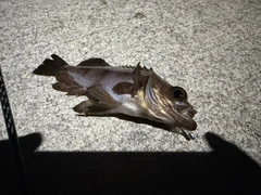 シロメバルの釣果