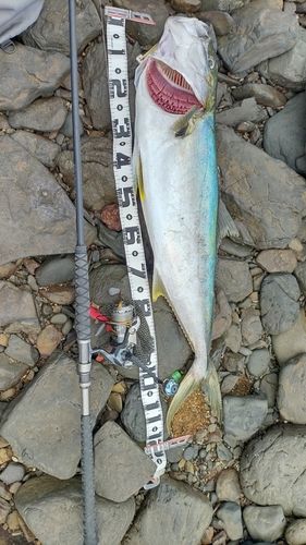 ヒラマサの釣果