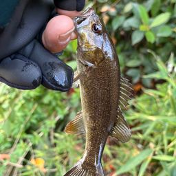 スモールマウスバス