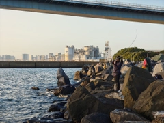 カタクチイワシの釣果