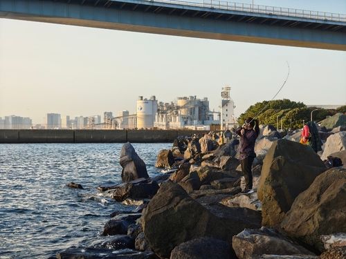 カタクチイワシの釣果
