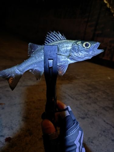 セイゴ（ヒラスズキ）の釣果