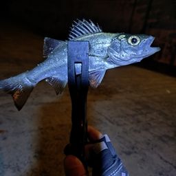 セイゴ（ヒラスズキ）