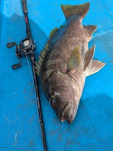 パプアンバスの釣果