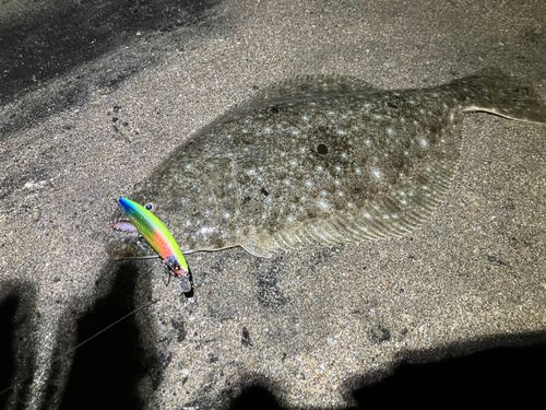 ヒラメの釣果