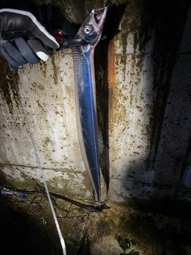 タチウオの釣果