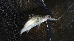 セイゴ（マルスズキ）の釣果