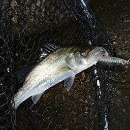 セイゴ（マルスズキ）